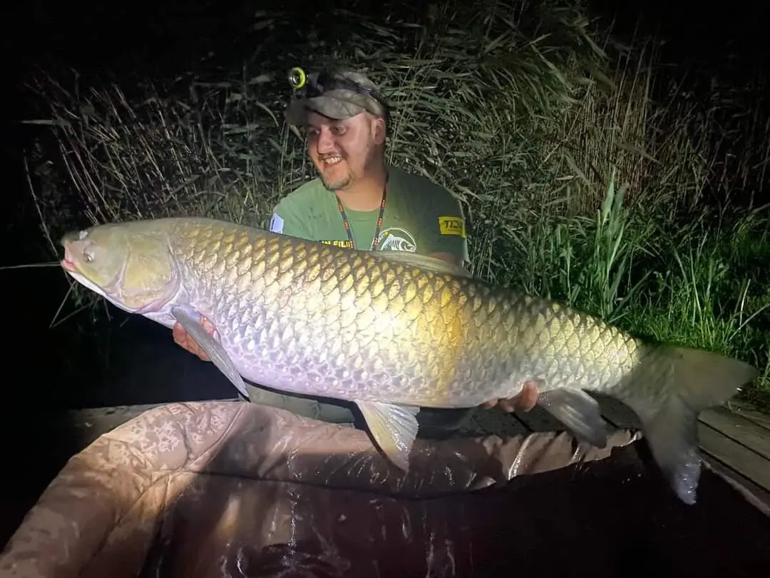 Prim-plan cu crap prins la Balta Lazăr